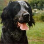 Blå Picardie Spaniel
