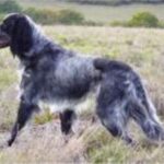 Blå Picardie Spaniel