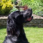 Blå Picardie Spaniel