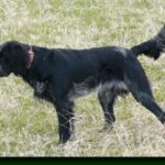 Blå Picardie Spaniel