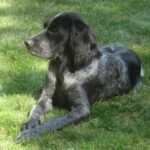 Blå Picardie Spaniel