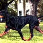 Black And Tan Coonhound
