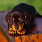 Black And Tan Coonhound