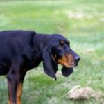 Black And Tan Coonhound