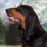 Black And Tan Coonhound