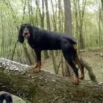 Black And Tan Coonhound