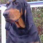 Black And Tan Coonhound