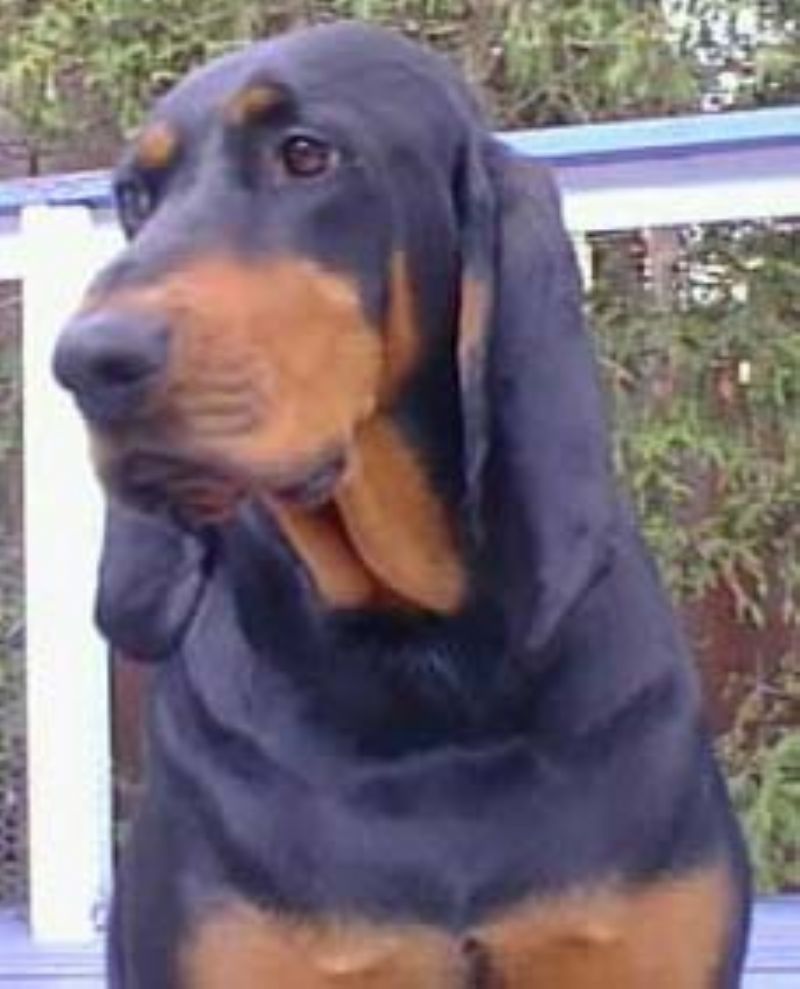 Black And Tan Coonhound