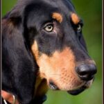 Black And Tan Coonhound