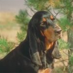 Black And Tan Coonhound