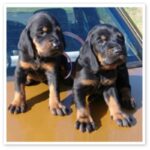 Black And Tan Coonhound