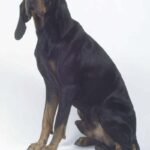 Black And Tan Coonhound