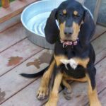 Black And Tan Coonhound