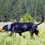 Black And Tan Coonhound