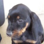 Black And Tan Coonhound