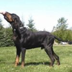 Black And Tan Coonhound