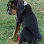 Black And Tan Coonhound