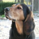 Black And Tan Coonhound