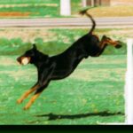 Black And Tan Coonhound