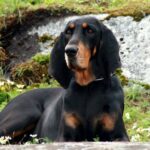 Black And Tan Coonhound