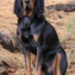 Black And Tan Coonhound