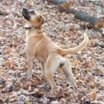 Blackmouth Cur