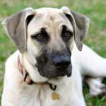 Blackmouth Cur