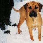 Blackmouth Cur