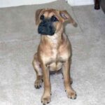 Blackmouth Cur