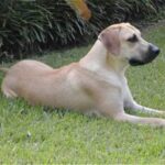 Blackmouth Cur