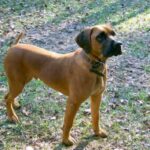 Blackmouth Cur