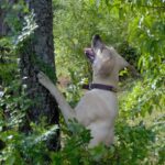 Blackmouth Cur