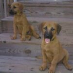 Blackmouth Cur