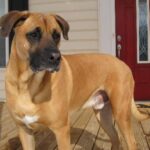 Blackmouth Cur