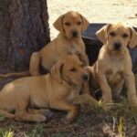 Blackmouth Cur