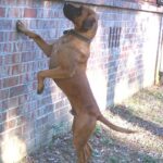 Blackmouth Cur
