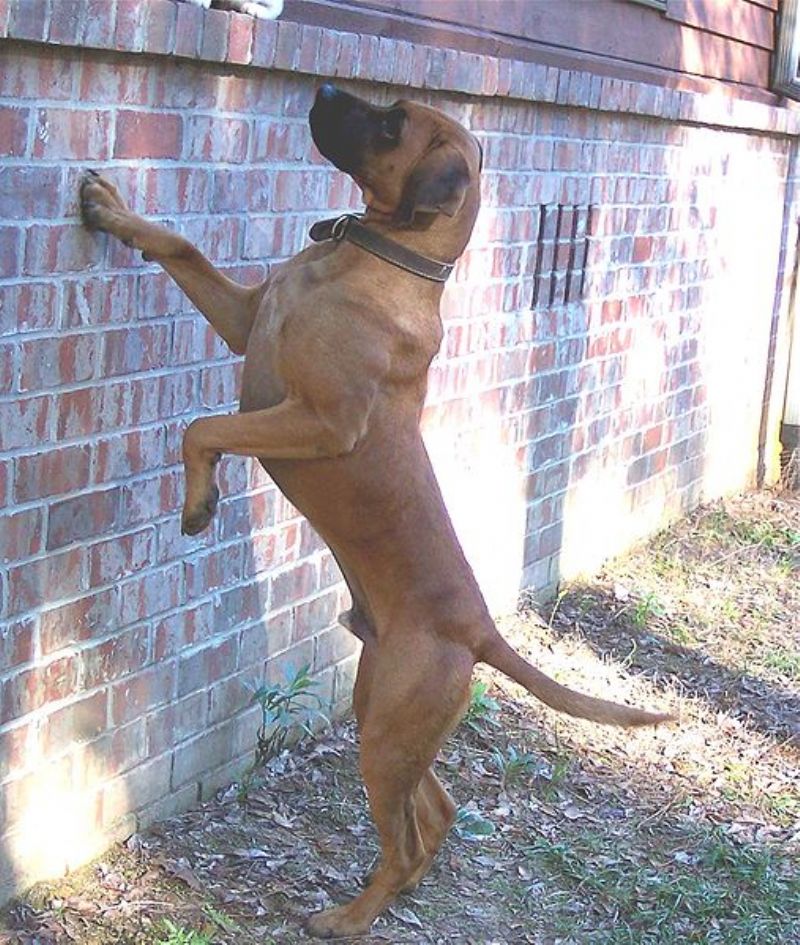 Blackmouth Cur