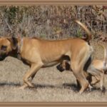 Blackmouth Cur