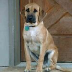 Blackmouth Cur