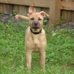 Blackmouth Cur