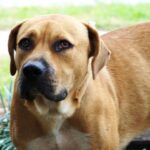 Blackmouth Cur