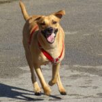 Blackmouth Cur