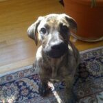 Blackmouth Cur