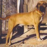 Blackmouth Cur