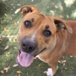 Blackmouth Cur