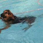 Blodhund