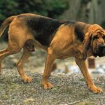 Blodhund