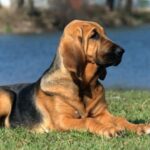 Blodhund