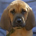 Blodhund