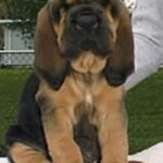 Blodhund